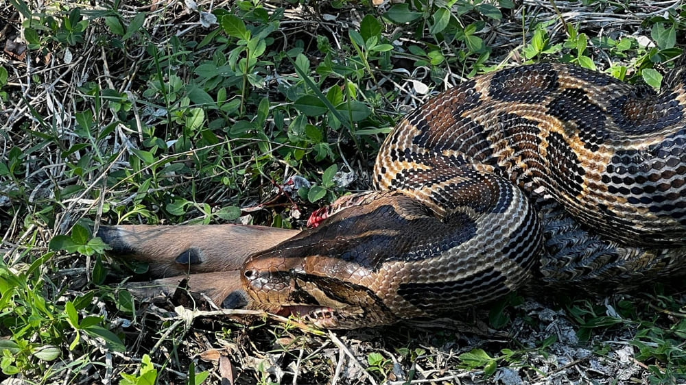 A Burmese Python coils quietly along the forest floor in Vietnam’s southern wetlands